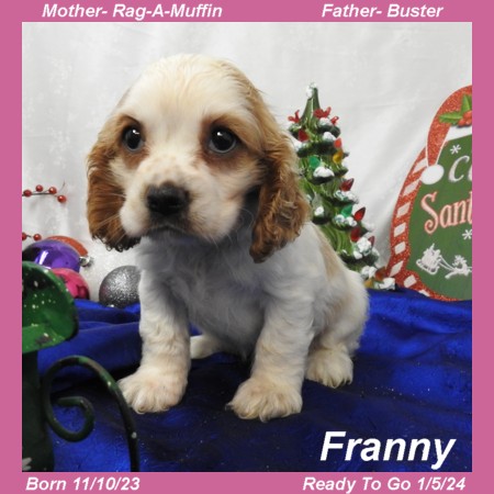 puppy, for, sale, Cocker Spaniel, Joe & Cherri  Overlease, dog, breeder, Miller, MO, dog-breeder, puppy-for-sale, forsale, nearby, find, puppyfind, locator, puppylocator, aca